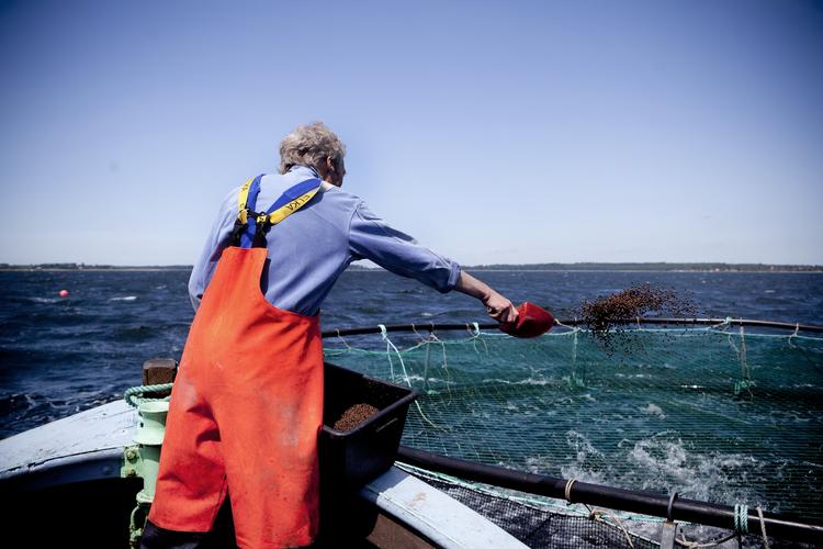 400.000. Så mange tons fisk, ål og muslinger produceres der hvert år i danske hav- og dambrug. Størstedelen eksporteres. 