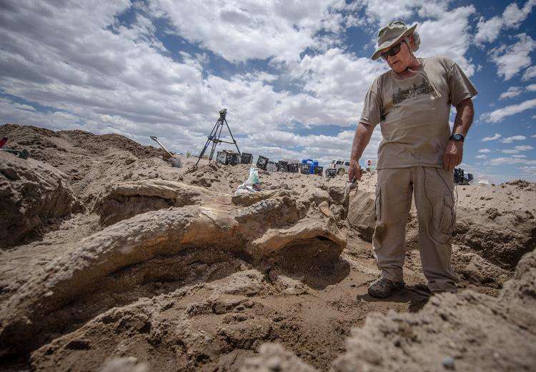gammelt. Palæontolog Gary Morgan står i Elephant Butte State Park i New Mexico i USA og inspicerer kraniet af en forhistorisk elefant, der levede på jorden for over 3 millioner år siden. 