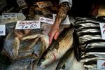 Spørg. Hvis du hverken kan se det blå MSC- eller det grønne ASC-mærke, så spørg i butikken, hvor fisken kommer fra, og hvordan den er fanget. 