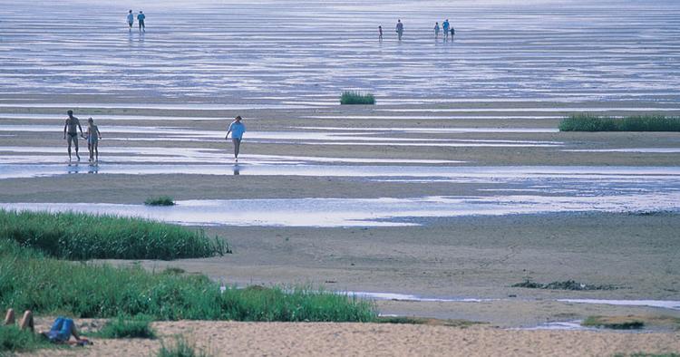 Unik. Vadehavet bliver sammen med Stevns Klint med sandsynlighed udvalgt af Unesco som verdens vigtigste naturarv. De vil være de første danske steder på den prestigefyldte liste. 
