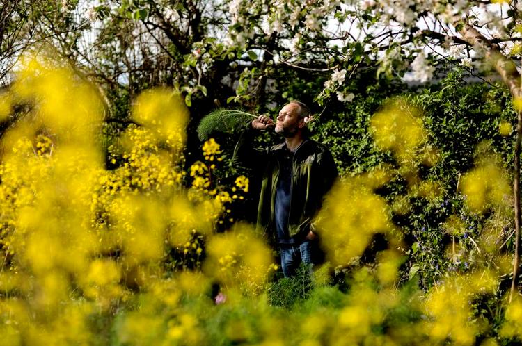 havema(n)d. Søren Holt kan høste noget spiseligt året rundt i sin villahave på Amager. Her tygger den selvlærte plantenørd på en stængel fra en flerårig fennikel. 
