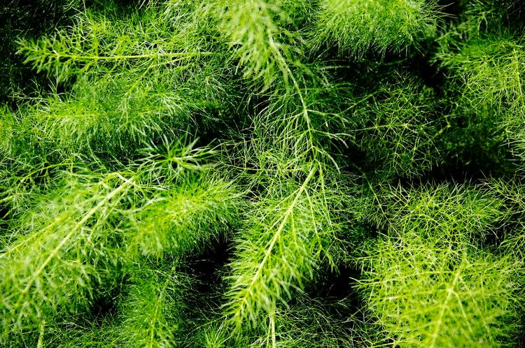 Fennikel De silkebløde blade på fenniklen kan spises. Det samme kan stængler, pollen og friske og tørre frø fra planten. 