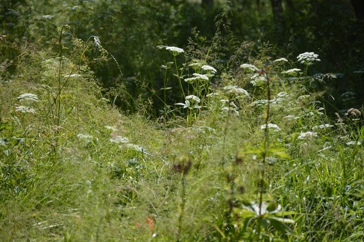 Hvidt. Skvalderkålen er ikke bare irriterende, men også meget smuk, når den blomstrer. 