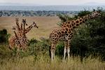Ikon. Giraffen er nærmest blevet et symbol på den afrikanske savanne, men de seneste ti år er populationen af vildtlevende giraffer i Afrika faldet med 40 procent. 
