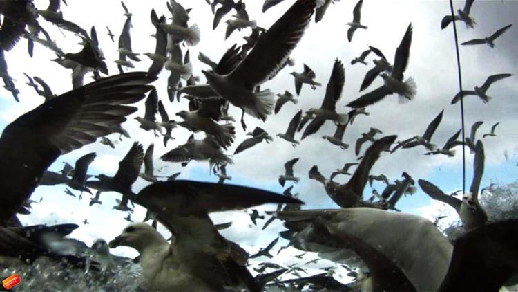 Antropologi. Antropologer med betragtelig filmtæft udlægger deres livssyn i nonfiktionsfilm som 'Leviathan'. Nysgerrighed og afsøgning snarere end journalistisk filetering er løsenet. 