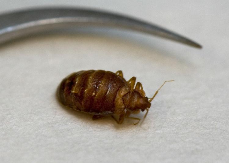 Blodsugere. Væggelus lever af blod og har en forkærlighed for menneskenes. De findes derfor ofte i og omkring sengen, hvor de har nem adgang til deres livret. 