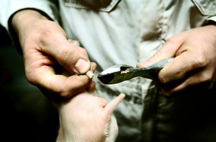 kontroversielt. Danske landmænd klipper traditionelt halen af smågrise, uden at de er bedøvede, for at forhindre, at grisene bider hinanden i halen. En praksis, som har udløst boykot af danske svinekød i flere svenske forretninger. 