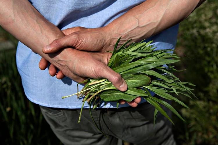 Aftensmaden er hjemme. Claus Meyer har plukket strand-asters, der skal bruges i en grov kartoffelmos. 