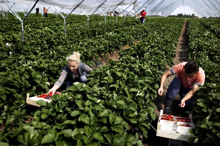 jordbærplukkere. Det er svært at få stabil, dansk arbejdskraft til sæsonarbejde i Danmark, lyder det fra jordbæravlere og hotel- og restaurationsbranchen i Danmark. 
