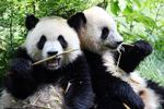 PANDA. Det var på en rejse til Kina, at det danske kongehus fik to pandaer i gave. Pandaerne på dette billede er også fra Kina, hvor de dog stadig bor. 