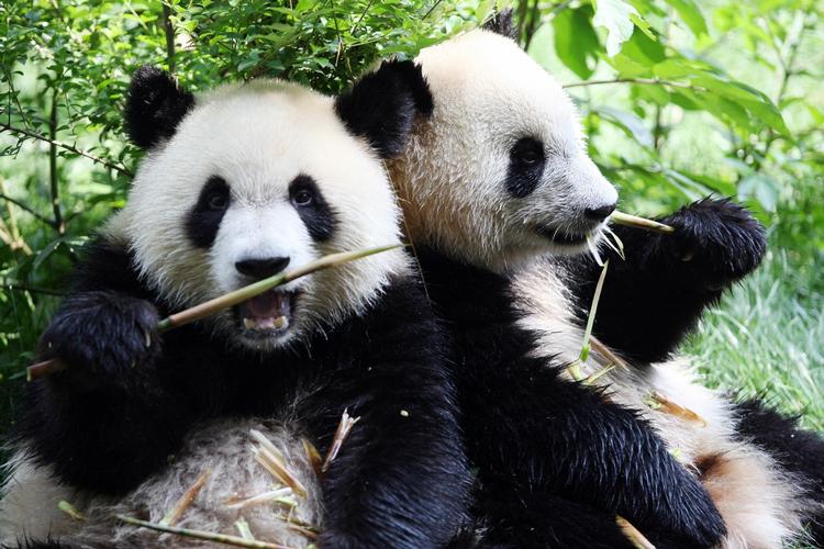 PANDA. Det var på en rejse til Kina, at det danske kongehus fik to pandaer i gave. Pandaerne på dette billede er også fra Kina, hvor de dog stadig bor. 