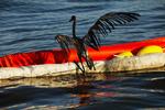 APTOPIX Gulf Oil Spill