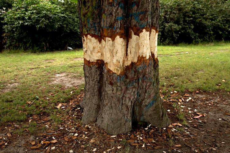 Dødsmærket. Personen eller personerne bag hærværket har indhentet viden om, hvordan man bedst slår et træ ihjel. Nej, det er ikke ved hjælp af kobbersøm. Det er ved at »ringe« træet. 