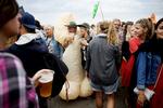 Forplantning. Over halvdelen af årets gæster på Roskilde Festival er singler, siger statistiken. Om manden i heldragten er en af dem, ved vi ikke. 