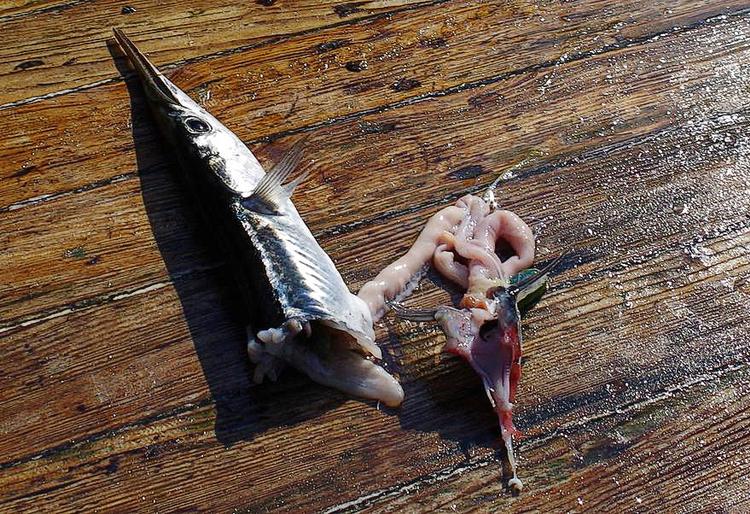 Uacceptabelt. Sælerne spiser fiskernes fisk. Nu kræver de bornholmske fiskere, at regeringen tager problemet alvorligt og får reguleret til et niveau, hvor der er plads til både sæler og fiskere. Den midlertidige ordning er ganske enkelt ikke god nok, siger de. 