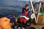 Garn. Brødrene Paw og Dan sorterer fangsten fra deres bundgarn. En særlig bunke er til de fisk, der er blevet ødelagt af sæler. 