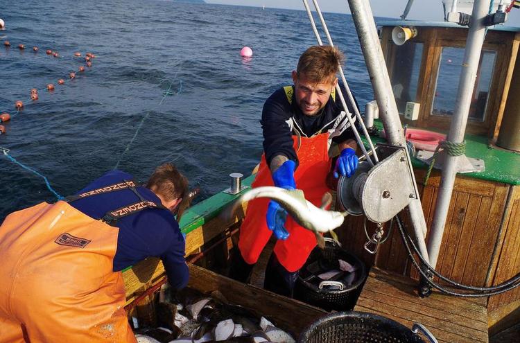 Garn. Brødrene Paw og Dan sorterer fangsten fra deres bundgarn. En særlig bunke er til de fisk, der er blevet ødelagt af sæler. 