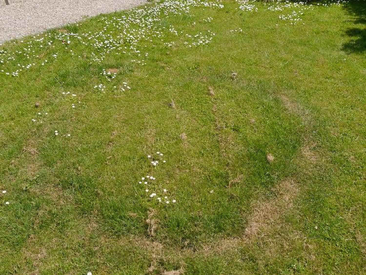 Mystik. Ringen af dødt græs, kaldet heksering, skyldes svampe, som snart vil komme op i plænen. Privatfoto 