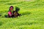fejlprioriteret. Selv med en landbrugsudvikling, hvor udbyttet er steget markant, er sundheden i Indien ikke fulgt med, fordi ernæringsindholdet i ris og hvede ikke er godt nok, forklarer Monkombu Swaminathan, der bliver kaldt far til Indiens grønne revolution. Arkivfoto: Biswaranjan Rout/AP 