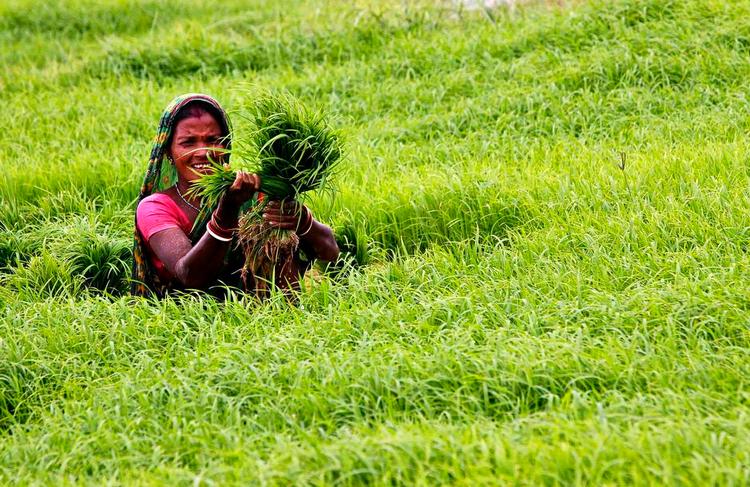 fejlprioriteret. Selv med en landbrugsudvikling, hvor udbyttet er steget markant, er sundheden i Indien ikke fulgt med, fordi ernæringsindholdet i ris og hvede ikke er godt nok, forklarer Monkombu Swaminathan, der bliver kaldt far til Indiens grønne revolution. Arkivfoto: Biswaranjan Rout/AP 