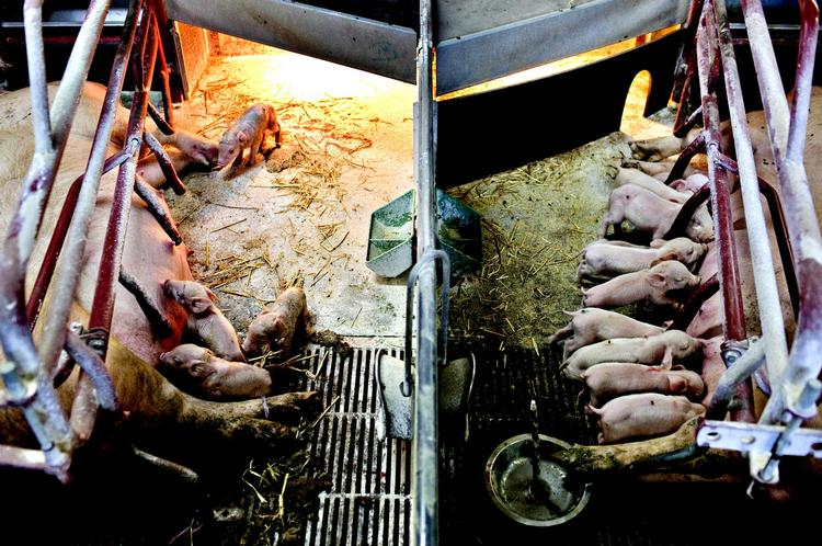 Fødevarer. En kortlægningen af hvilke svinebesætninger, der har haft smitte med MRSA-bakterier, er blevet udskudt. 