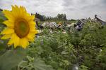 Flystyrt. En politimand undersøger dagen derpå et af nedfaldsstederne for MH17, der styrtede ned over det østlige Ukraine torsdag. 