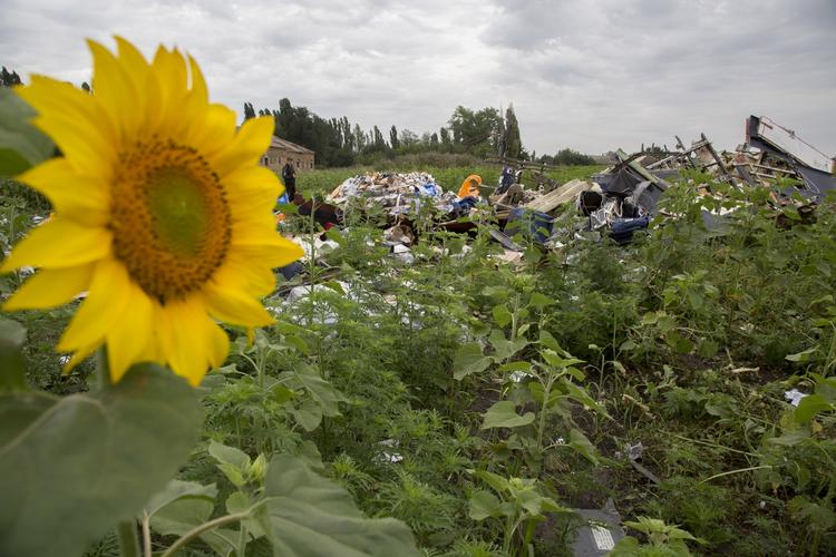 Flystyrt. En politimand undersøger dagen derpå et af nedfaldsstederne for MH17, der styrtede ned over det østlige Ukraine torsdag. 