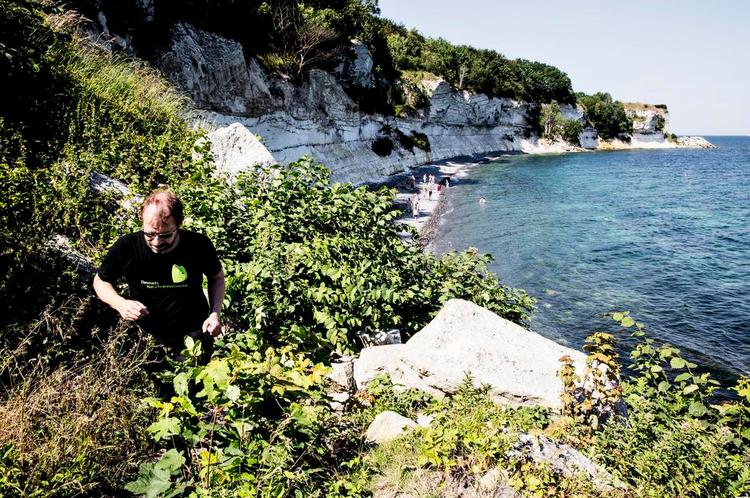 Bevoksning. Michael Løvendal Kruse er næstformand i Danmarks Naturfredningsforening på Stevns, og han viser, hvordan flora og fauna ændrer sig i området på grund af kvælstofudledninger fra landbruget. 