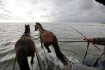 Vandvogn. Ombord på hestevognen er der rig mulighed for at nyde Vadehavet og se dyrelivet. FOTO: Morten Langkilde 