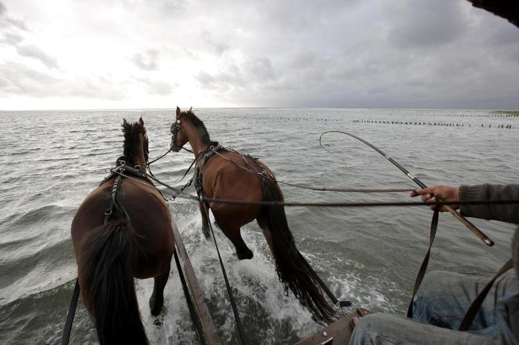 Vandvogn. Ombord på hestevognen er der rig mulighed for at nyde Vadehavet og se dyrelivet. FOTO: Morten Langkilde 