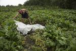 Flystyrt. Lig fra MH17-passagerer lå spredt ud over et stort område, efter at Malaysia Airlines-flyet i torsdags styrtede til jorden i Østukraine. Ifølge CNN oplevede en ukrainsk familie, at et lig ramlede ned gennem taget på deres hus. 