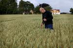 Grønt. Hvedemarken foran stuehuset er grøn i længere tid end andre marker. Det er godt for proteinet i kornet og skyldes det sædskifte, Niels Christian Borup bruger på slægtsgården Rørholtgaard. 