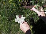 afvigelse. Da en læser kiggede efter den lille røde blomst i den vilde gulerods hvide skærme, fandt hun denne ene skærm med et mylder af røde 'hjerter'. 