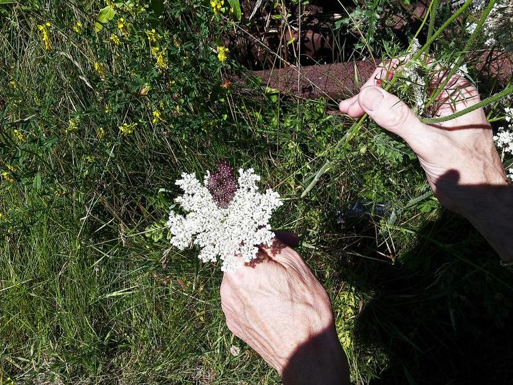 afvigelse. Da en læser kiggede efter den lille røde blomst i den vilde gulerods hvide skærme, fandt hun denne ene skærm med et mylder af røde 'hjerter'. 