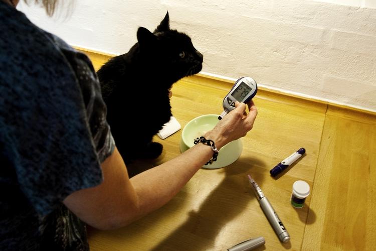 sukkersyge. Kattene har, som tilfældet er hos mennesker, som regel fået diabetes 2, fordi de får for lidt motion og er blevet overvægtige af for meget mad. 