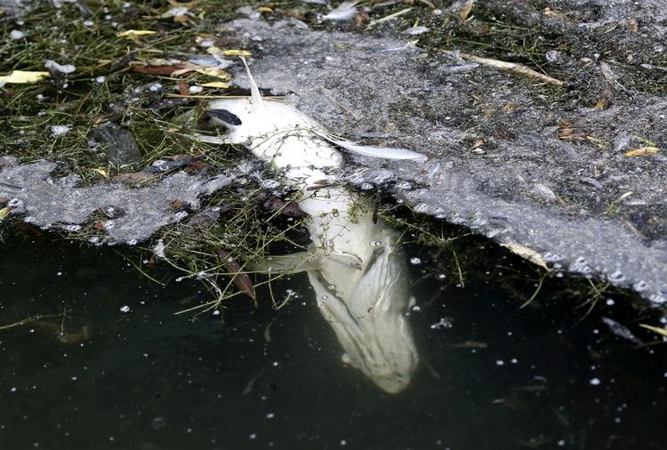 Død. Iltmangel i vandet i Sankt Jørgens Sø har taget livet af flere fisk. 
