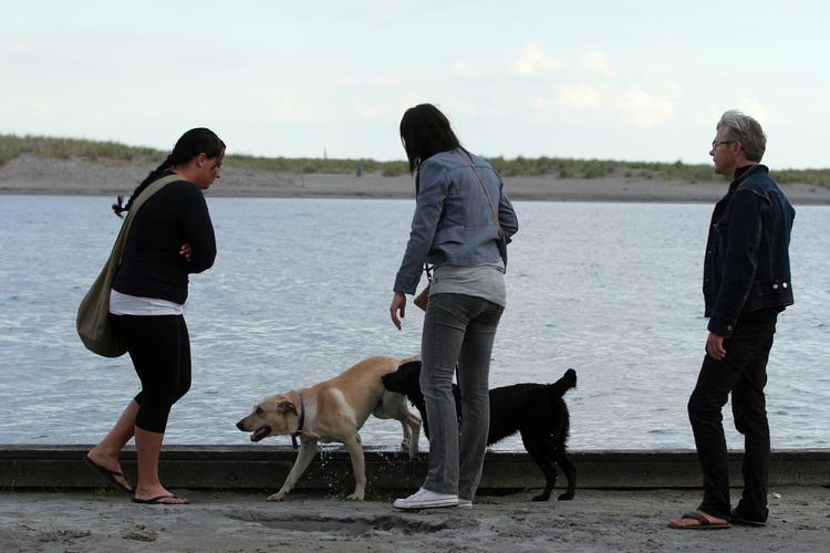 sygdom. Hunde bliver syge, hvis de drikker eller bader i beskidt vand. 