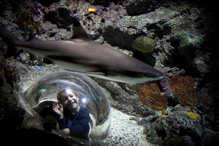 Hej haj. I Randers Regnskov danser personalet regndans. Turisterne vælger stranden til og indendørs attraktioner fra. Til gengæld har de, der kommer, masser af plads til at opleve regnskoven. 