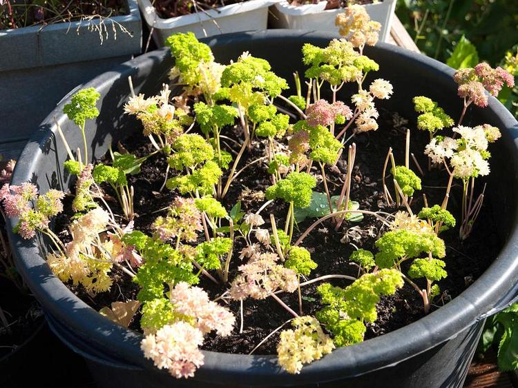 Miserabel. Persillen groede fint i begyndelsen, men nu ser den sådan ud. Privatfoto 