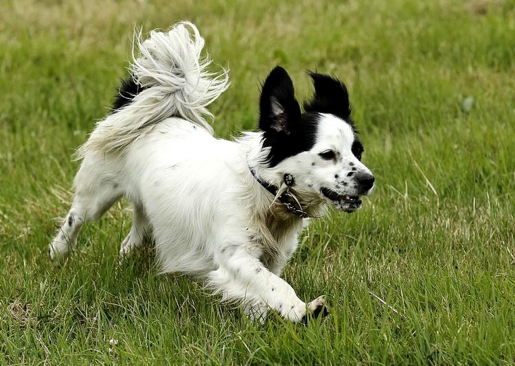 VUF. Hunde har godt af at bruge deres instinkter, og de skal stimuleres mere end mange tror for at have en rigtig godt hundeliv. 