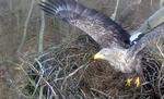 Succes. Havørnerede i Fugleværnsfondens reservat Saksfjed-Hyllekrog på Lolland. 