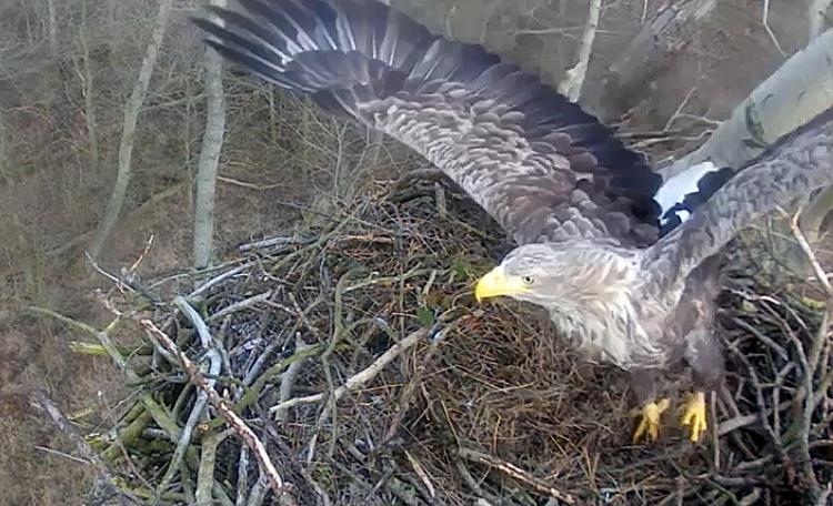Succes. Havørnerede i Fugleværnsfondens reservat Saksfjed-Hyllekrog på Lolland. 