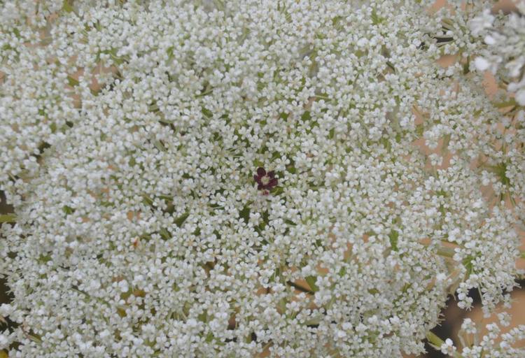 kamuflage. Den lille farvede blomst skal snyde galmyggene til at tro, at planten allerede er angrebet, og derfor ikke er attraktiv. Privatfoto. 