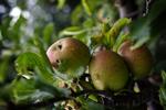 Gnallinger. En læsers æbletræ har givet en dårlig høst, med umodne eller syge æbler. 