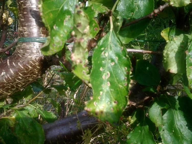 harmløst. Blommetræet angrebet af harmløse blommegalmider, som måske ikke kommer igen næste år. Privatfoto 