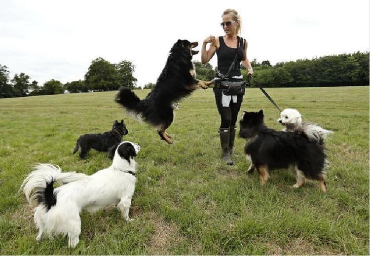 Vov. Hvis hunde bliver stimuleret og får lov at bruge deres instinkter sammen med andre, bliver de langt mere rolige, siger eksperter. Næsten alle hunde kan blive gode hunde, siger Betina Christiansen, der dagligt passer mellem 7 og 15 pelsede menneskevenner. 