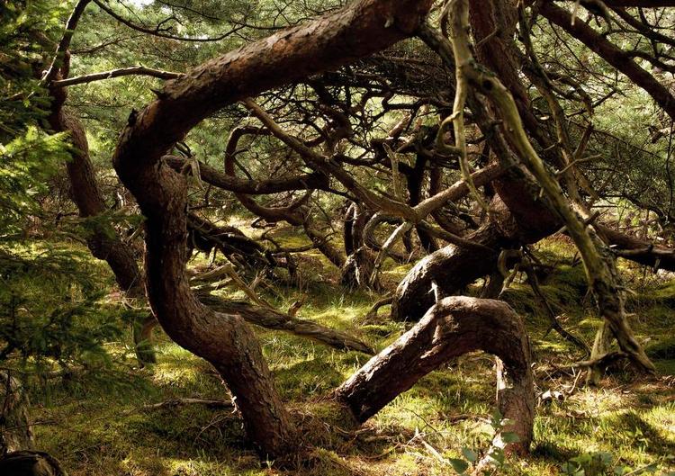 Mesterværk. I Flemming Runes værk flyder sproget let og floskelfrit og billederne er helt i top. Her er et af Troldeskoven. 