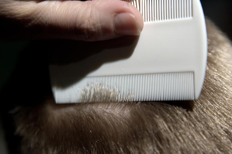 LUSETJEK. Børnefamilier har måtte slås mod lus mere end fem gange 