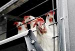 skjult. Mange af de buræg, vi spiser, får vi i færdigproducerede fødevarer. Irma vil nu udfase buræg i egne produkter i første omgang fra om et år. 