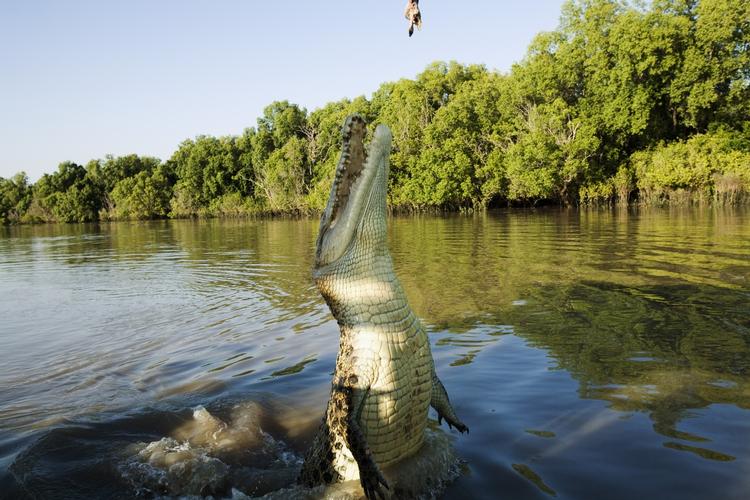 krokodillemiddag. Det nordlige Australien er kendt for sine mange krokodiller, der gerne hopper op af vandet, når turister fodrer dem. (arkiv) 